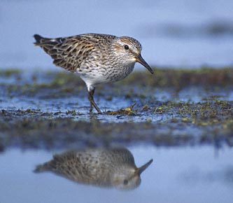 White-rumped Sandpiper (Calidris fuscicollis) photo image