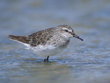 White-rumped Sandpiper (Calidris fuscicollis) photo image