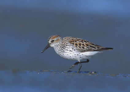 Western Sandpiper (Calidris mauri) photo image
