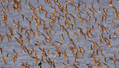 Western Sandpiper (Calidris mauri) photo image