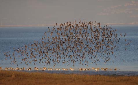 Western Sandpiper (Calidris mauri) photo image