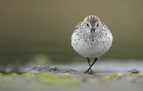 Western Sandpiper (Calidris mauri) photo image