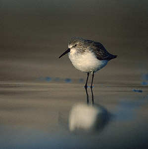 Western Sandpiper (Calidris mauri) photo image