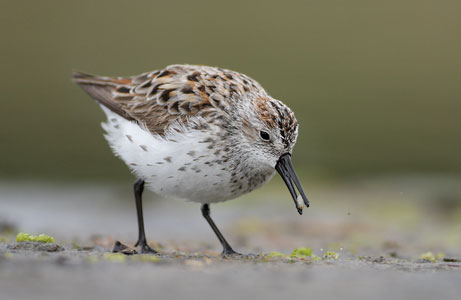 Western Sandpiper (Calidris mauri) photo image