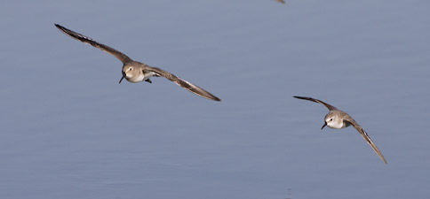 Western Sandpiper (Calidris mauri) photo image