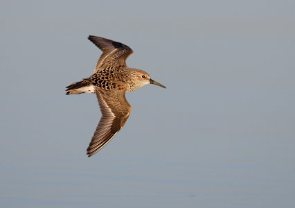 Western Sandpiper (Calidris mauri) photo image