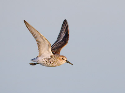 Western Sandpiper (Calidris mauri) photo image