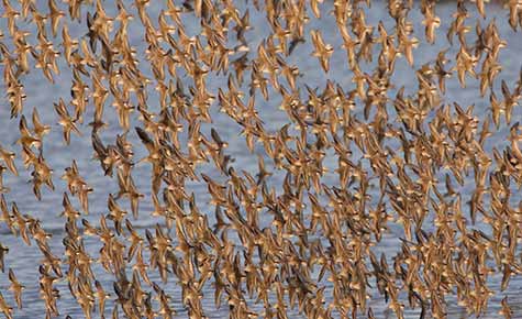 Western Sandpiper (Calidris mauri) photo image
