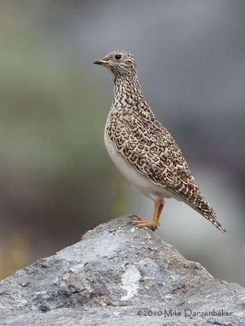 Gray-breasted Seedsnipe (Thinocorus orbignyianus) photo image