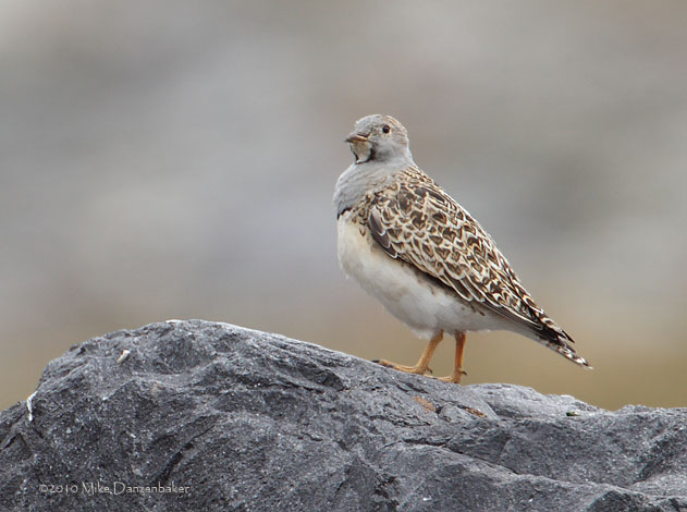 Gray-breasted Seedsnipe (Thinocorus orbignyianus) photo image