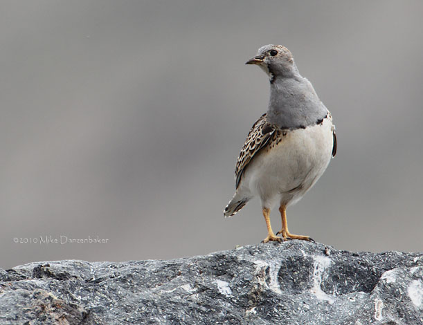 Gray-breasted Seedsnipe (Thinocorus orbignyianus) photo image
