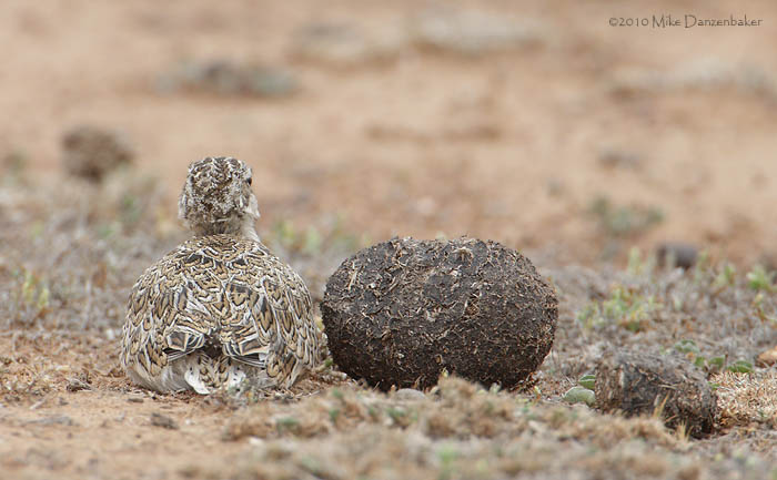 Least Seedsnipe (Thinocorus rumicivorus) photo image