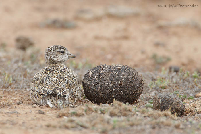 Least Seedsnipe (Thinocorus rumicivorus) photo image
