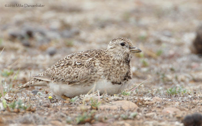 Least Seedsnipe (Thinocorus rumicivorus) photo image