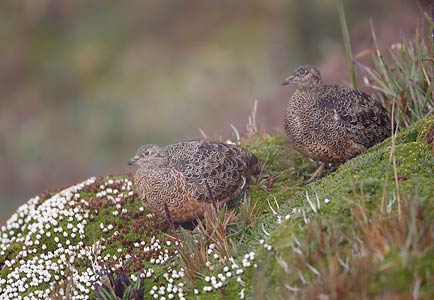 Rufous-bellied Seedsnipe (Attagis gayi) photo image