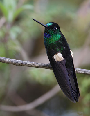 Buff-winged Starfrontlet (Coeligena lutetiae) photo image