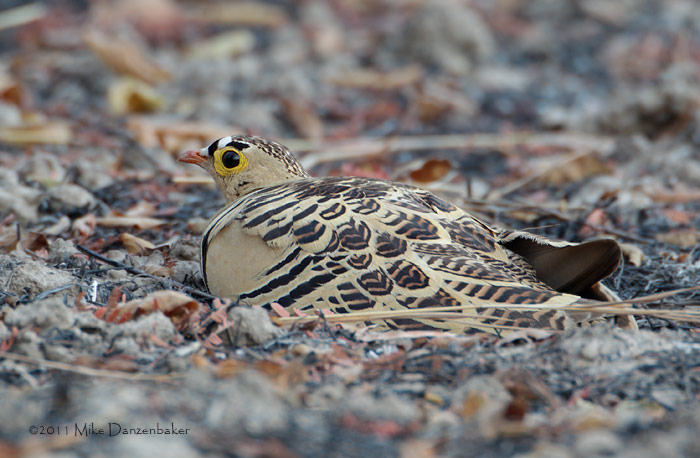 Four-banded Sandgrouse (Pterocles quadricinctus) photo image