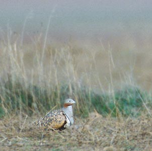Black-bellied Sandgrouse (Pterocles orientalis) photo image
