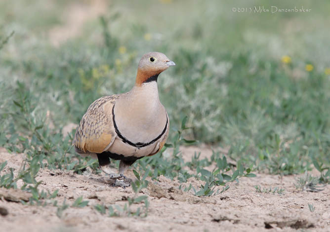 Black-bellied Sandgrouse (Pterocles orientalis) photo