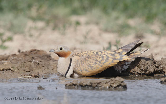 Black-bellied Sandgrouse (Pterocles orientalis) photo