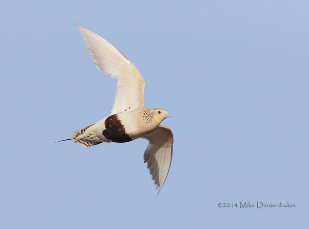 Pallas's Sandgrouse (Syrrhaptes paradoxus) photo image