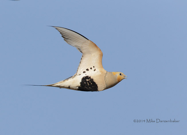 Pallas's Sandgrouse (Syrrhaptes paradoxus) photo