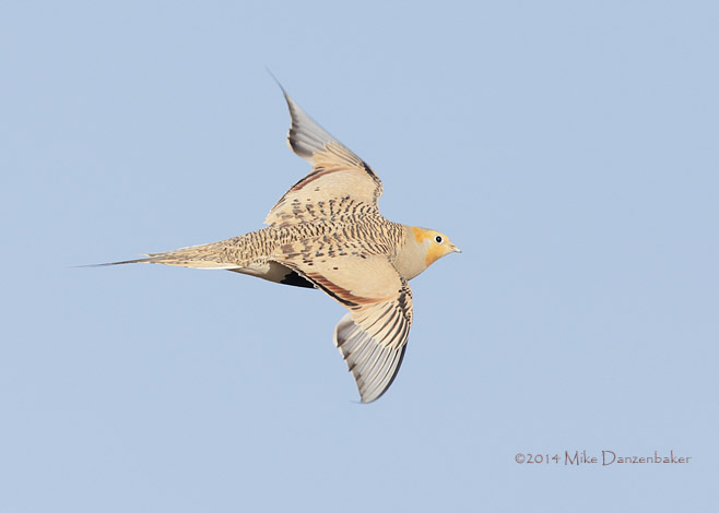 Pallas's Sandgrouse (Syrrhaptes paradoxus) photo image