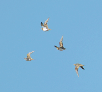 Pin-tailed Sandgrouse (Pterocles alchata) photo image