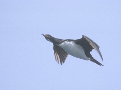Auckland Shag (Phalacrocorax acolensoi) photo