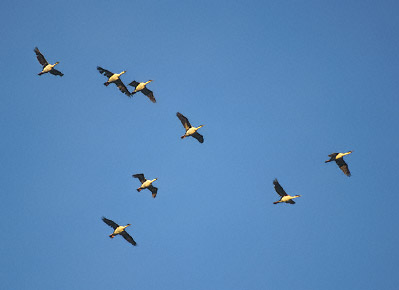 Imperial Shag (Leucocarbo atriceps) photo image