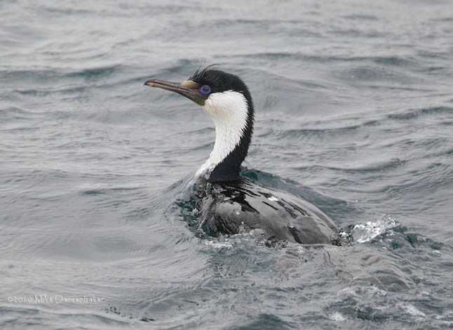 Imperial Shag (Leucocarbo atriceps) photo image