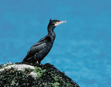 European Shag (Phalacrocorax aristotelis) photo image