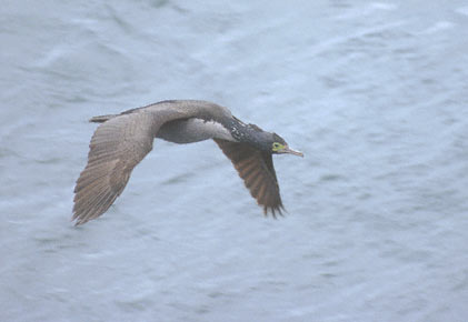 Pitt Shag (Phalacrocorax featherstoni) photo