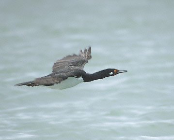 Rock Shag (Phalacrocorax magellanicus) Photo