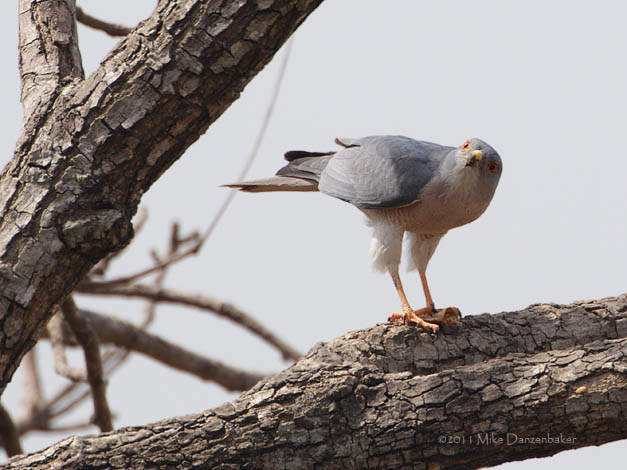 Shikra (Accipiter badius) photo image