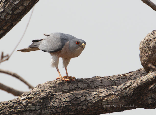 Shikra (Accipiter badius) photo image