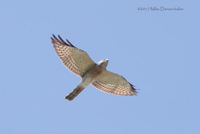 Chinese Sparrowhawk (Accipiter soloensis) photo image