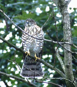 Japanese Sparrowhawk (Accipiter gularis) photo image