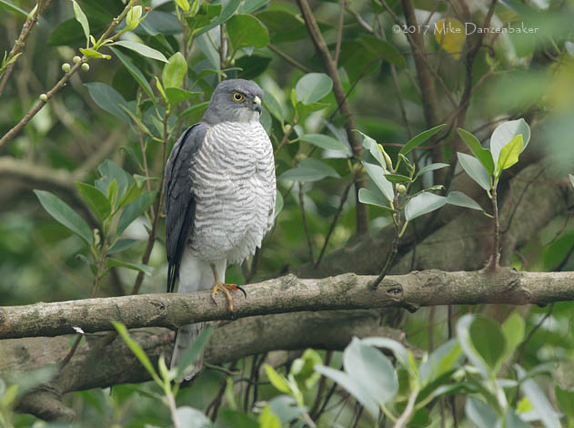 Japanese Sparrowhawk (Accipiter gularis) photo