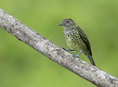 Sharpbill (Oxyruncus cristatus) photo