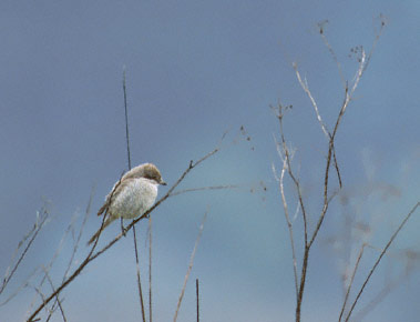 Brown Shrike (Lanius cristatus) photo image