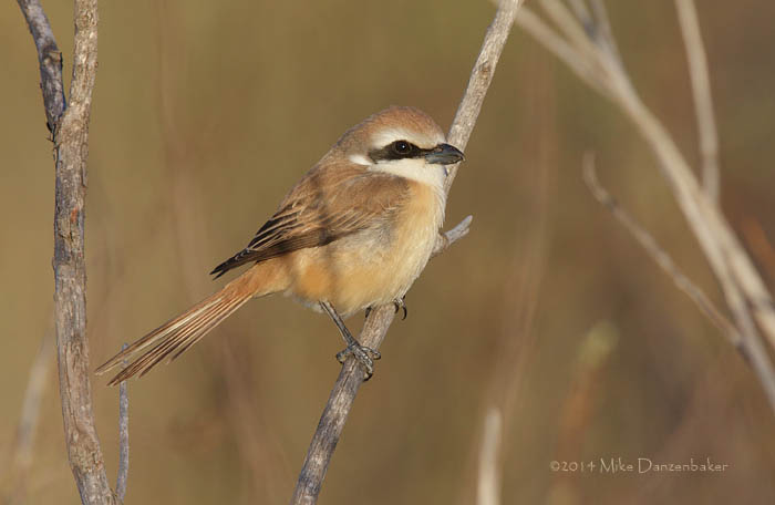 Brown Shrike (Lanius cristatus) photo