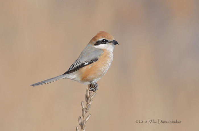 Bull-headed Shrike (Lanius bucephalus) photo