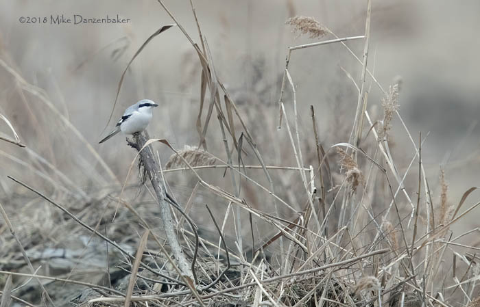 Chinese Grey Shrike (Lanius sphenocercus) photo image