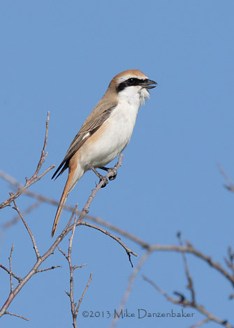 Isabelline Shrike (Lanius isabellinus) photo
