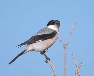 Lesser Grey Shrike (Lanius minor) photo image