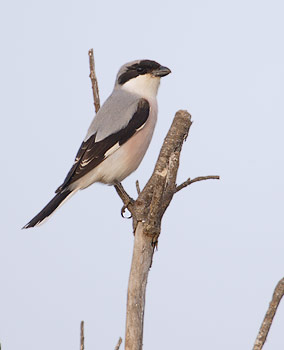 Lesser Grey Shrike (Lanius minor) photo image