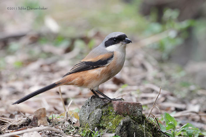 Long-tailed Shrike (Lanius schach) photo
