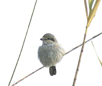Northern Shrike (Lanius excubitor) photo image