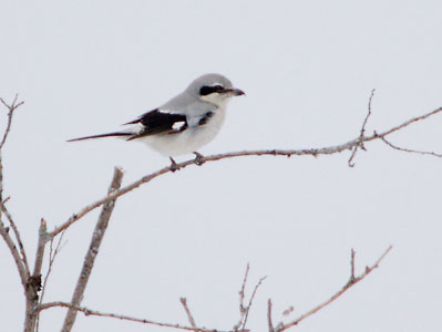 Northern Shrike (Lanius excubitor) photo image